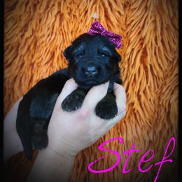 Stef - Black and tan female German Shepherd puppy in Fort Jennings, Ohio from Von Holtzapple German shepherds