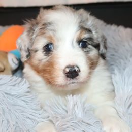 Bubbles - Blue merle male Australian Shepherd puppy in Colorado from Firestone Australian Shepherds