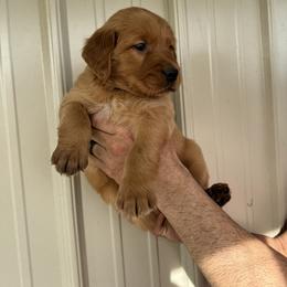 Boy 4 - Dark golden male Golden Retriever puppy in Arnaudville, Louisiana from Taylor Made Retrievers