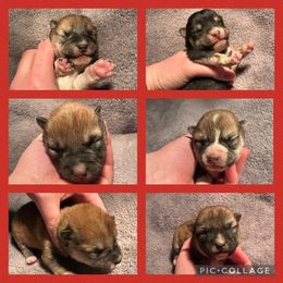 Shiba Inu puppies from Kurtz Family Shibas