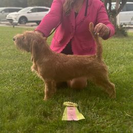 Ellie - Basset Fauve de Bretagne