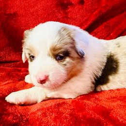 Nodin - Red merle male Miniature Australian Shepherd puppy in Hagerstown, Maryland from Renegade Kennels