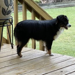 Porsha - Toy Australian Shepherd