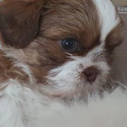 Shih Tzus from Pierina's Shih Tzus