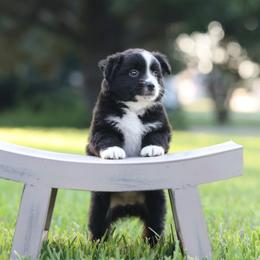 Garbo - Black & white female Miniature Australian Shepherd puppy in White Oak, Texas from Triple Lake Ranch Miniature Australian Shepherds