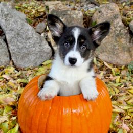 Silvermist (2200) - Black and white female American Corgi puppy in Valley, Washington from Corgis of the Mountain Valley