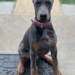 Doberman Pinscher and French Bulldog Puppies from Upper Echelon Kennel