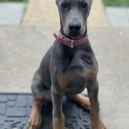 Doberman Pinscher and French Bulldog Puppies from Upper Echelon Kennel