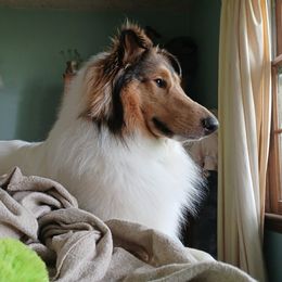 Collie All Grown Up from Caleb’s Collies