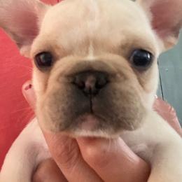 Moki - Fawn male French Bulldog puppy in Sidney Center, New York from iFrenchi