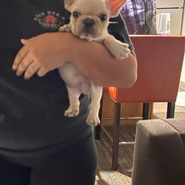 French Bulldog and Labrador Retriever Puppies from Desiree Ortiz's French Bull Dogs and Labrador Retrievers