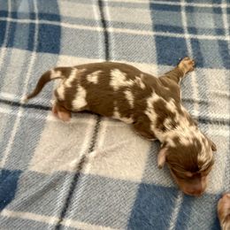 Rose's Female 3 - Dapple female Dachshund puppy in Rattan, Oklahoma from Burgett’s Barnyard Dachshunds