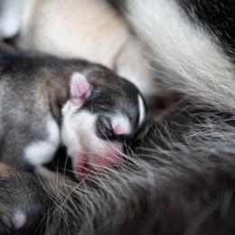 Siberian Husky Puppies from Ivie Huskies