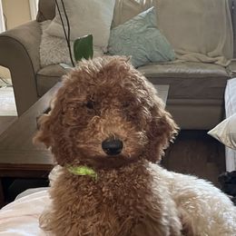 Goldendoodle Puppies from Newport Doodles