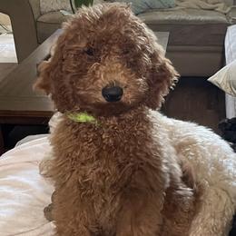 Goldendoodle Puppies from Newport Doodles