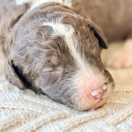 Cedar - White and red male Bordoodle puppy in Eastman, Georgia from Dood B Ranch