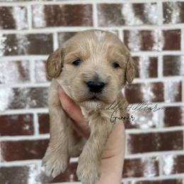 Gunnar - Cream male Goldendoodle puppy in Rienzi, Mississippi from Saddle Hill Farms