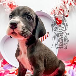 Atreyu - Black female Great Dane puppy in Prairieville, Louisiana from Southern Barron Danes & Dachshunds