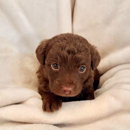 Zuzu - Chocolate female Labradoodle puppy in Bruceton Mills, West Virginia from Adonai Ra'ah Farms