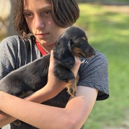 Reese - Black and tan male Dachshund puppy in Florence County, South Carolina from Modern Family Standards
