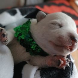 Australian Cattle Dog Puppies from Kurczak Farm LLC