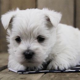 West Highland White Terrier Puppies from The West Acres