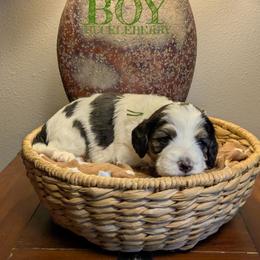 Huckleberry - Tri-color male Bernedoodle puppy in Cambridge, Minnesota from Country Meadow Doodles