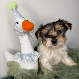 Gizmo - Parti male Yorkshire Terrier puppy in Illinois from Pretty Little Yorkies