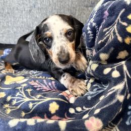 Buckwheat - Piebald male Dachshund puppy in Crossville, Tennessee from Golden Critter Farm