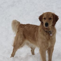 Kenna - Golden Retriever