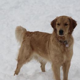 Kenna - Golden Retriever
