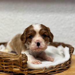 Mr. Green - Blenheim male Cavalier King Charles Spaniel puppy in Port Richey, Florida from Sunshine State Cavaliers