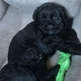 Cocker Spaniel Puppies from North Country Cockers