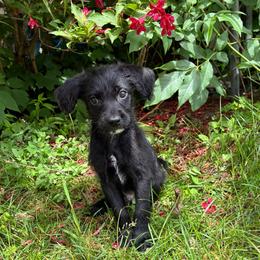 Luke Cage - Black and white male Xoloitzcuintli puppy in Manitowoc, Wisconsin from Wonderland Kennel