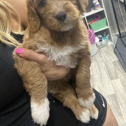 Goldendoodle Puppies from Totally Texas Doodles