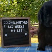 Colonel Mustard - Black Flat-Coated Retriever puppy in Stillwater, Minnesota from Whirlwind Flat-Coated Retrievers
