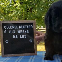 Colonel Mustard - Black Flat-Coated Retriever puppy in Stillwater, Minnesota from Whirlwind Flat-Coated Retrievers