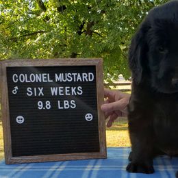 Colonel Mustard - Black Flat-Coated Retriever puppy in Stillwater, Minnesota from Whirlwind Flat-Coated Retrievers