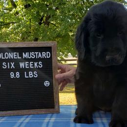 Colonel Mustard - Black Flat-Coated Retriever puppy in Stillwater, Minnesota from Whirlwind Flat-Coated Retrievers