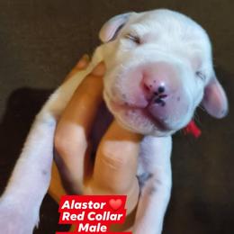 Alastor (Red Collar Male) - White and black male Dalmatian puppy in Raymondville, Missouri from Wagner's Dalmatian's