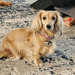 Ruthie - Dachshund