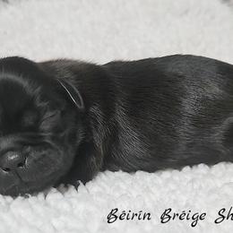 Shih Tzu Puppies from Beirin Breige Shih Tzus