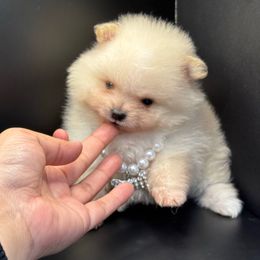 Babygirl - Cream Pomeranian puppy in California from Uniquepombabies