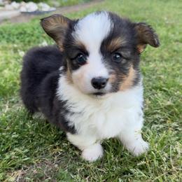 Jenna - Black and tan female Pembroke Welsh Corgi puppy in Beggs, Oklahoma from Blue Diamond Corgi’s