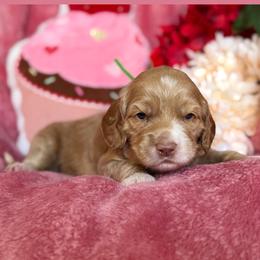 Benny - Caramel male Australian Labradoodle puppy in Citrus Heights, California from Elite Blend Labradoodles