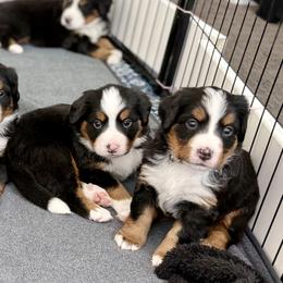 Bernese Mountain Dog Puppies from Cocos Puppy Tales