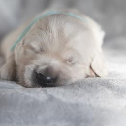Puppy 3 - Light golden male Golden Retriever puppy in Hayward, California from East Bay Golden Retrievers