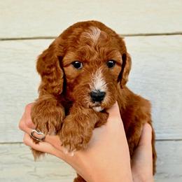 Girl 5 - female Goldendoodle puppy in Belgrade, Montana from Best Friend Doodles