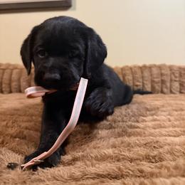 Pink Girl - Black female Labrador Retriever puppy in North Pole, Alaska from Mulberry Retrievers