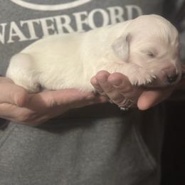 Pick 1 - Light golden female Golden Retriever puppy in Waterford, Pennsylvania from Living on Faiths Golden Retrievers